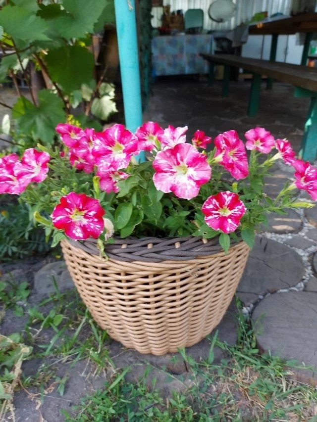 Натуральное плетёное кашпо с розовыми цветами